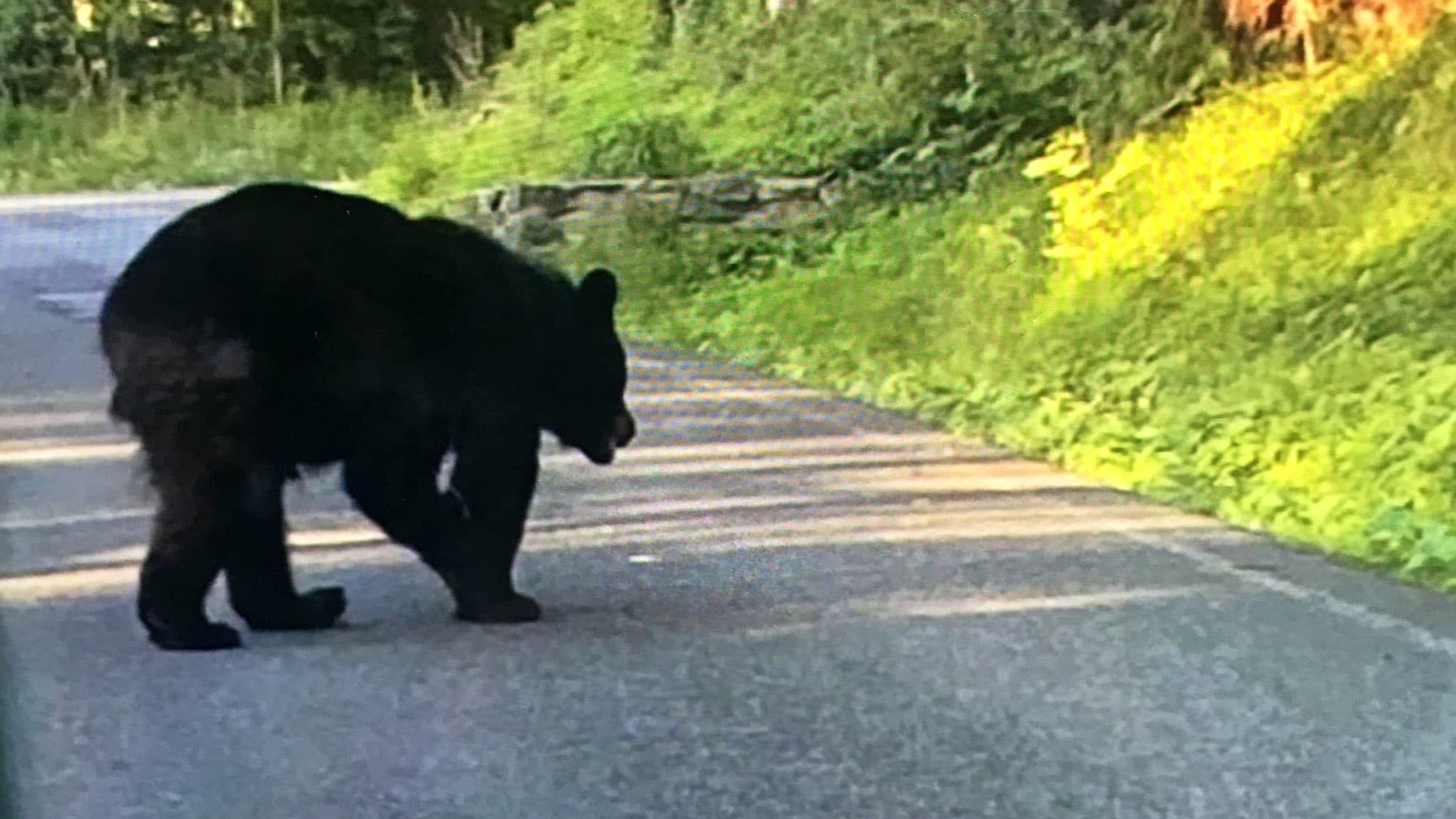 Bear on Skyline Drive Lower Alsace Township
